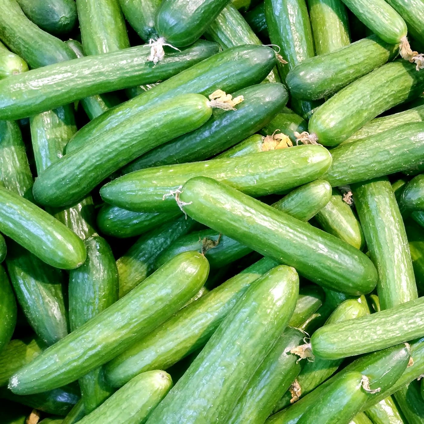 מלפפונים